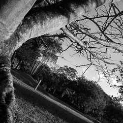 Trees in park