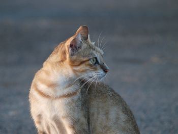 Close-up of cat looking away