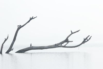 Fallen bare tree on calm sea against clear sky