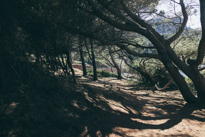 Bare trees in forest