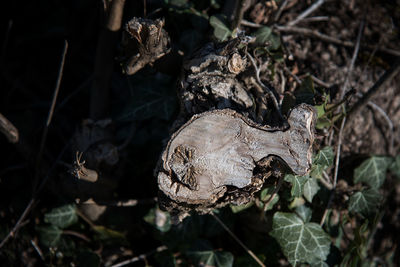 High angle view of dried plant on field