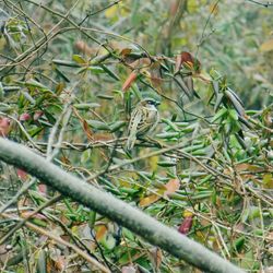 Close-up of plants