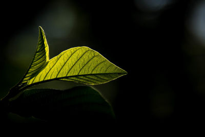 Close-up of fresh green leaf