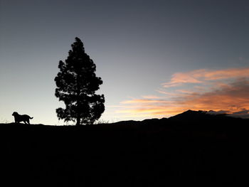 Silhouette dog standing by tree on landscape against sky at sunset