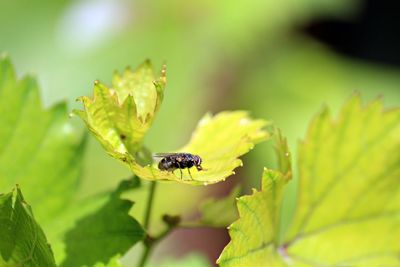 Close-up of insect on leaf