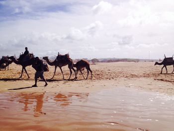 Horses on beach against sky