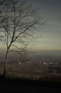 Bare tree on field against sky