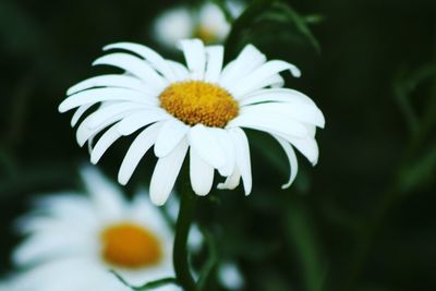 Close-up of white daisy blooming outdoors