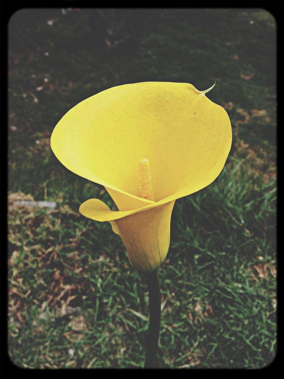 transfer print, growth, yellow, fragility, flower, auto post production filter, close-up, field, nature, beauty in nature, focus on foreground, freshness, plant, grass, flower head, petal, day, single flower, outdoors, no people