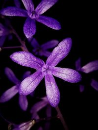 Close-up of purple flower