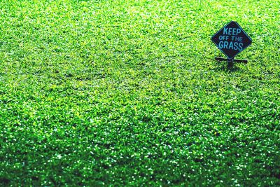 Full frame shot of grassy field