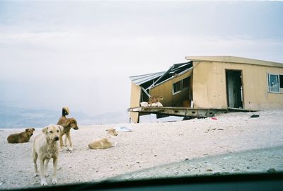 View of dogs on car against sky