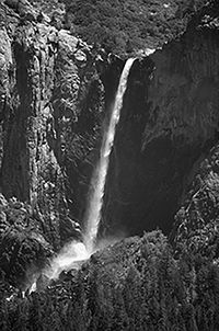 Full frame shot of leaves