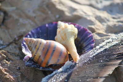 Close-up of shells