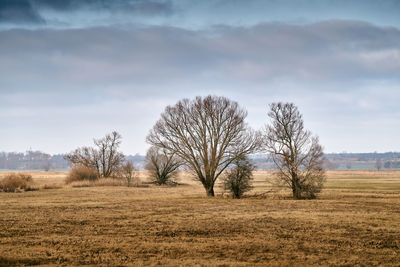 Bare trees on field against sky