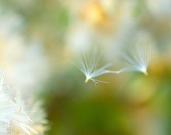 Close-up of plant