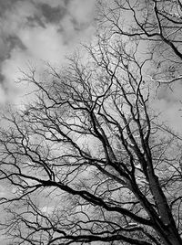 Low angle view of silhouette bare tree against sky