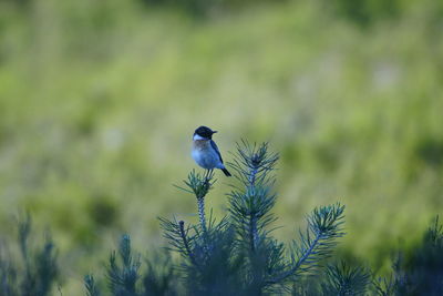 Bird perching on a plant