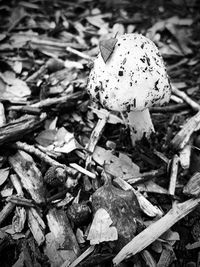 Close-up of mushroom growing on field