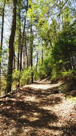 Trees in forest