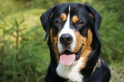 Close-up portrait of dog