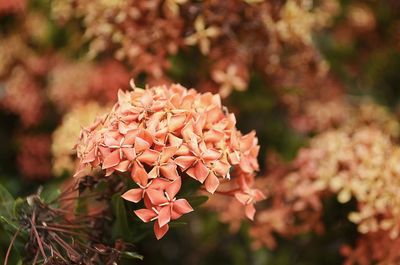 Close-up of red flowers