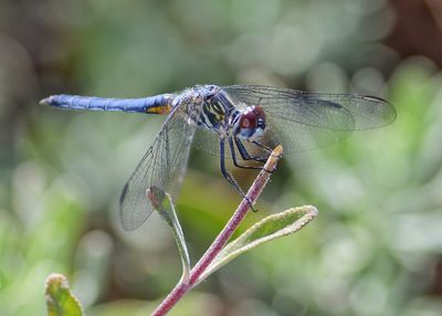 Close-up of damselfly on leaf