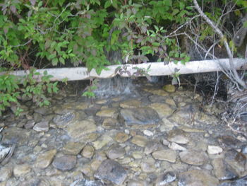 Close-up of turtle in water