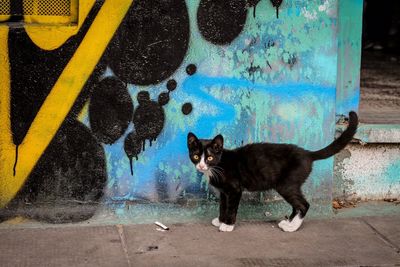 Portrait of cat on street in city