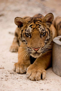 Close-up portrait of tiger