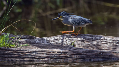 Striated heron on wood