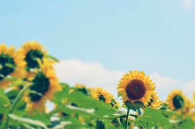 Close-up of sunflower blooming in field