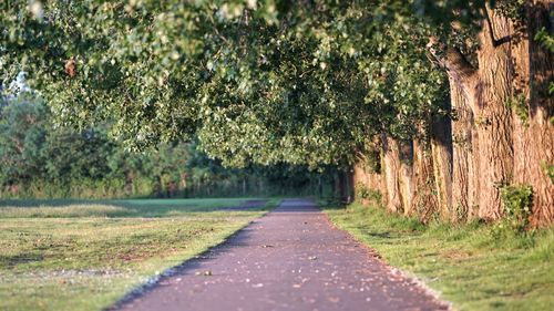 Road amidst trees on field