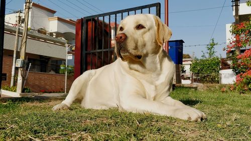 Dog sitting in yard