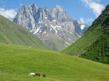 Horses grazing on landscape