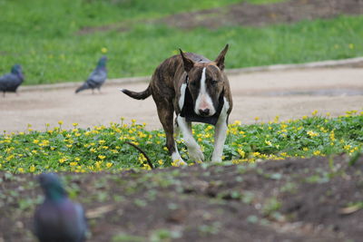 Purebred dog with a tiger coat color in the park. pit bull in nature. high quality photo