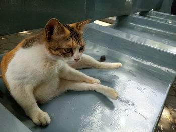 High angle view of cat sitting on floor