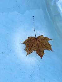 High angle view of dry maple leaf on snow