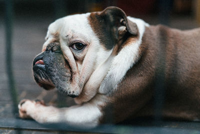 Close-up of a dog looking away