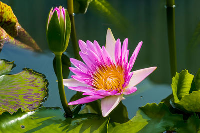 Close-up of pink water lily in lake