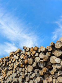 Stack of logs in forest