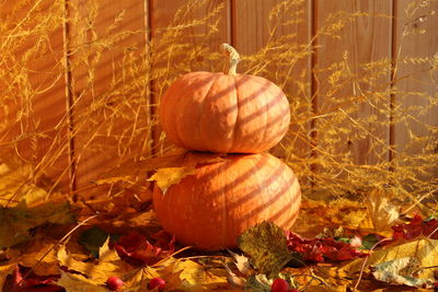 Close-up of pumpkin pumpkins during autumn