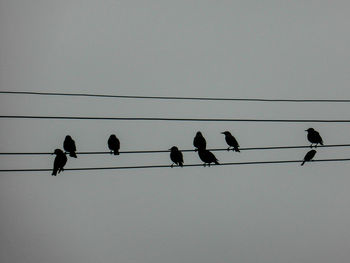 Low angle view of silhouette birds on cable against sky