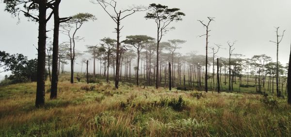 Trees on field against sky