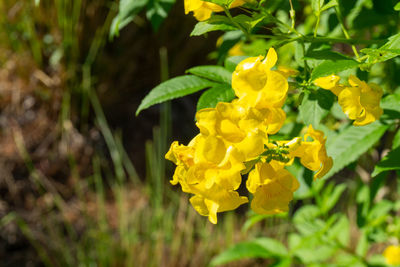 Close-up of yellow flowering plant