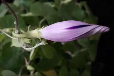 Close-up of purple flowers