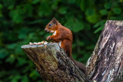 Close-up of squirrel on tree stump