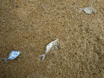 High angle view of fish on beach