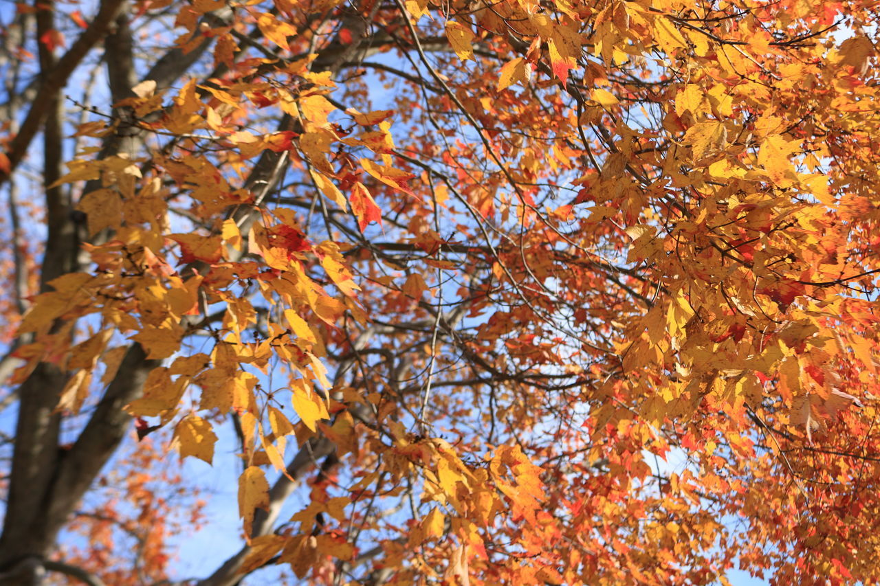 LOW ANGLE VIEW OF MAPLE LEAVES AGAINST TREE