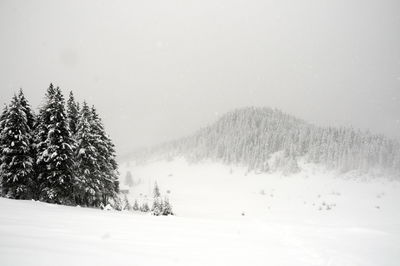 Scenic view of tree in forest during winter